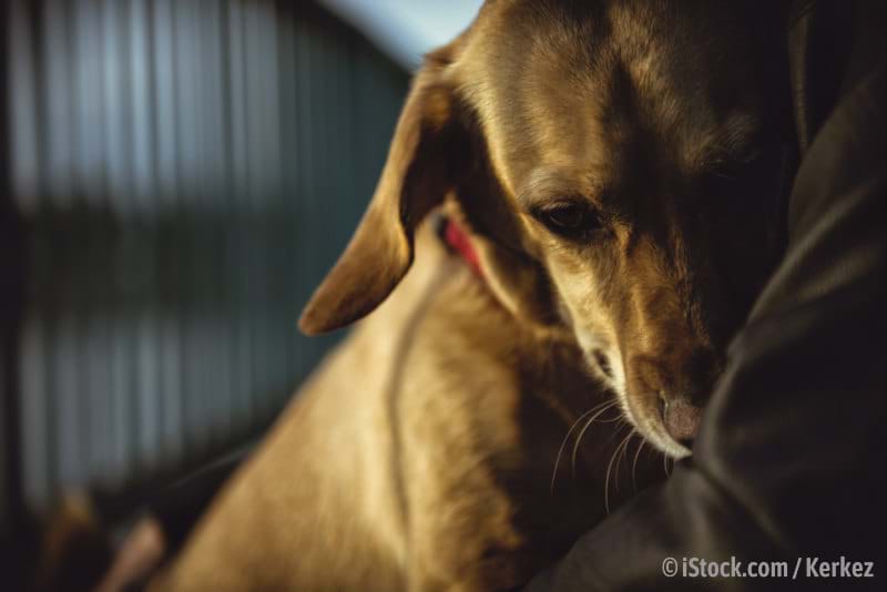 Gothaer Tierversicherung für optimale Fürsorge Ihres Hundes, Ihrer Katze oder Ihres Pferdes